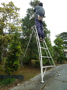 ６号首振り型三脚での職人の剪定風景